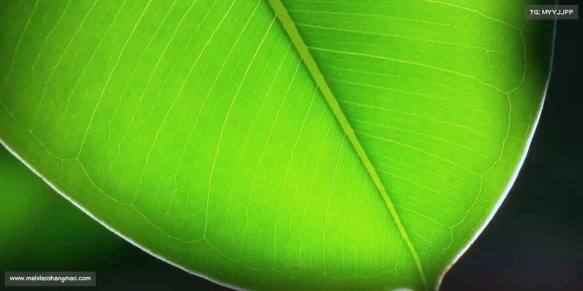 千亿国际qy18vip——用汗水浇灌梦想，用热爱铸就辉煌🏆